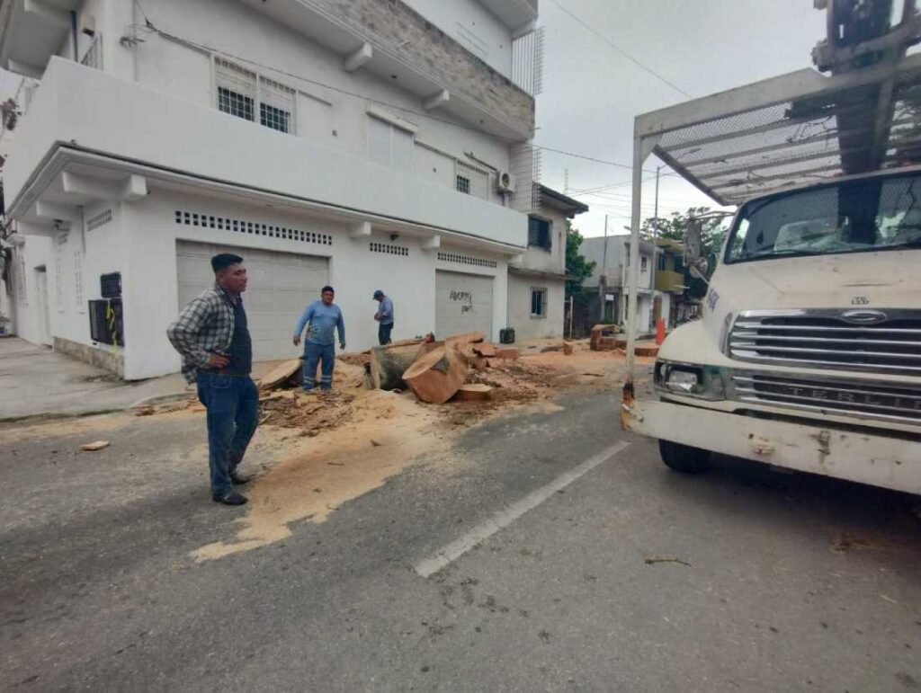 Talan un gigantesco árbol de ceiba en Playa del Carmen para salvaguardar una vivienda en peligro