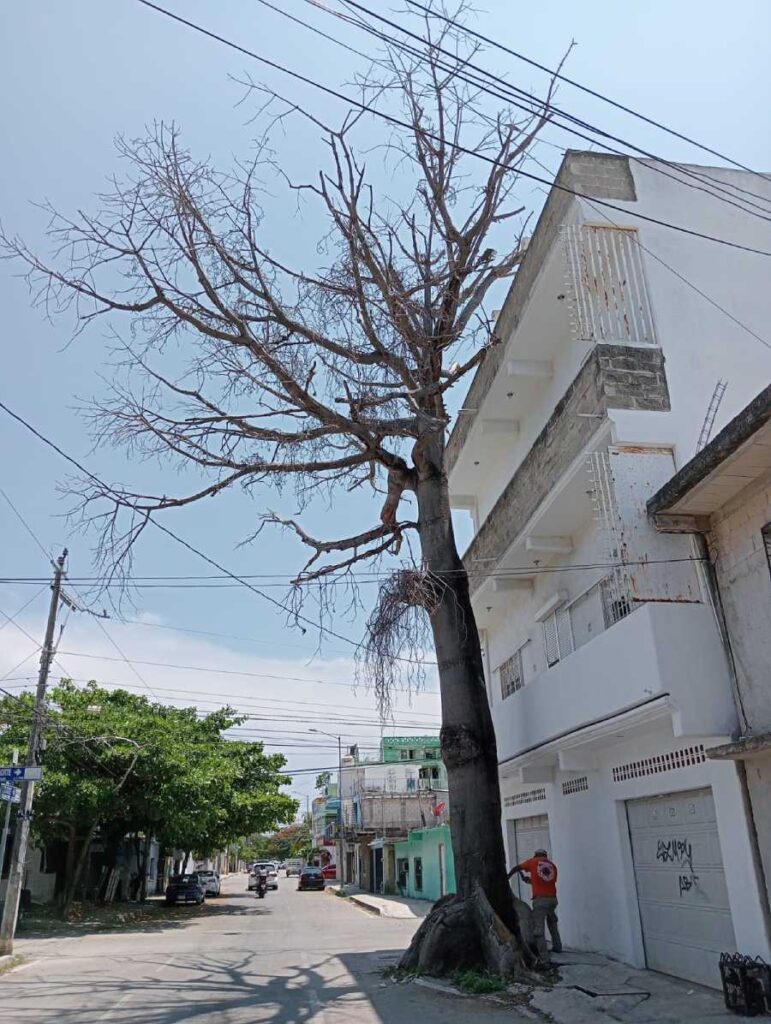 Talan un gigantesco arbol de ceiba en Playa del Carmen para salvaguardar una vivienda en peligro 2