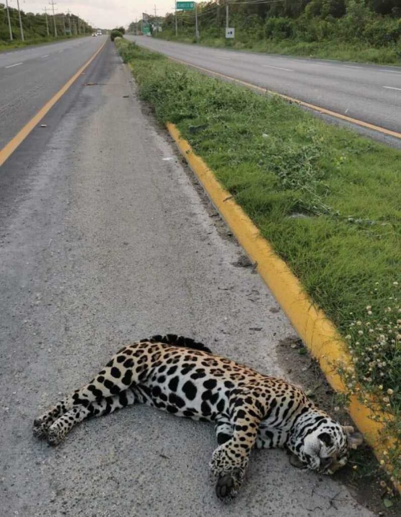 Tragedia en carretera cerca de Akumal: Un majestuoso jaguar cae víctima de un atropello 1 Tragedia en carretera cerca de Akumal Un majestuoso jaguar cae victima de un atropello 1