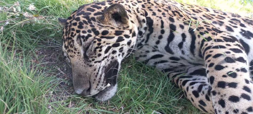 Tragedia en carretera cerca de Akumal: Un majestuoso jaguar cae víctima de un atropello