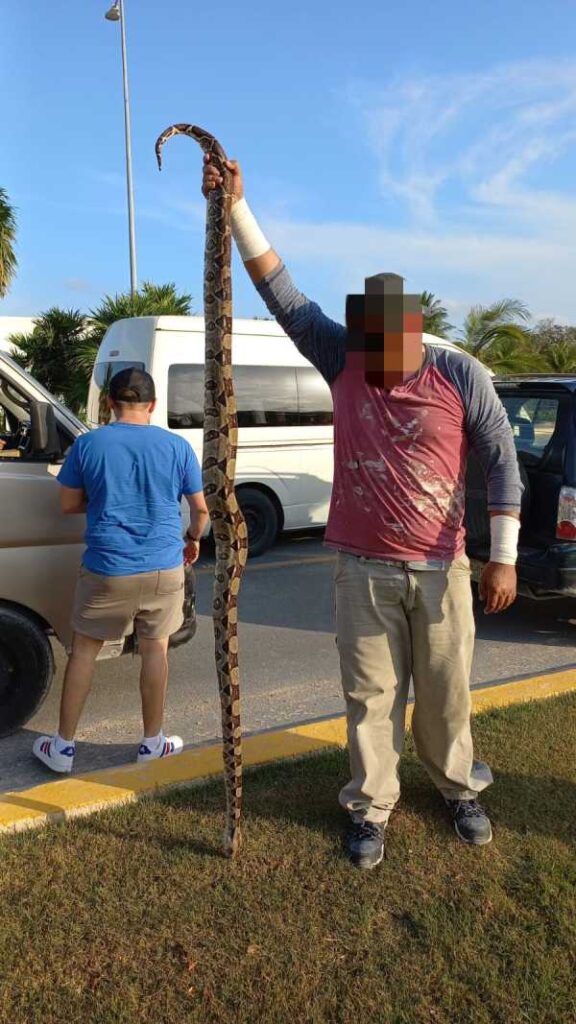 Tragico final para una serpiente de 2 metros en el Bulevar Playa del Carmen 1