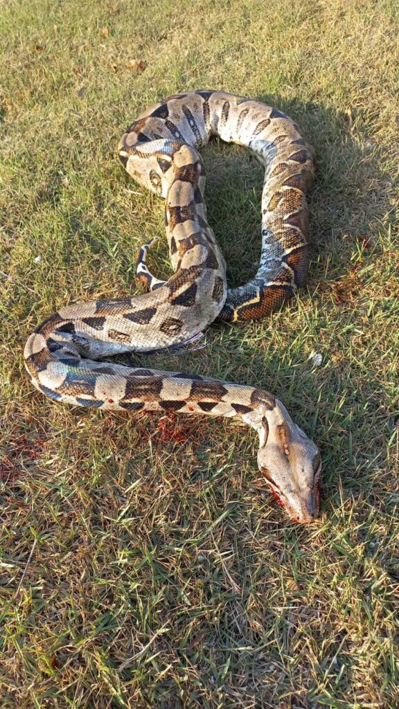 Trágico final para una serpiente de 2 metros en el Bulevar Playa del Carmen