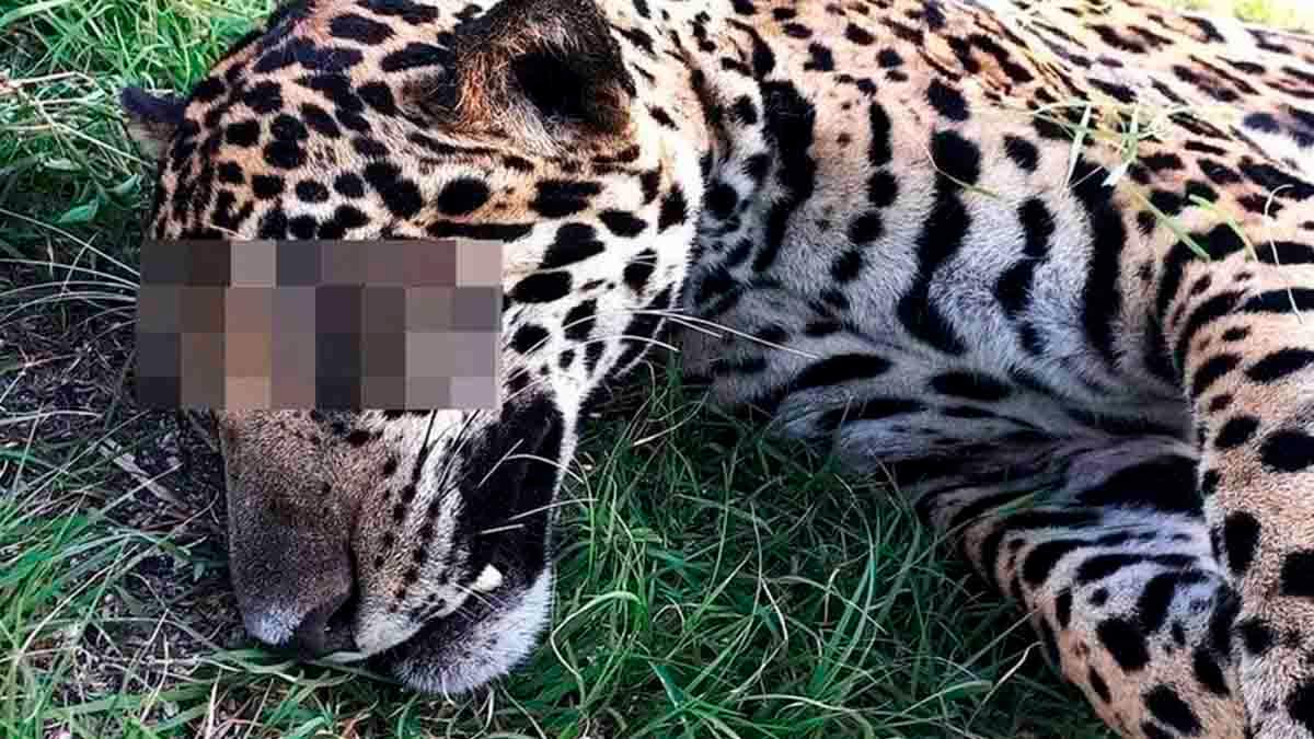 TREN MAYA MUERTE DE JAGUAR