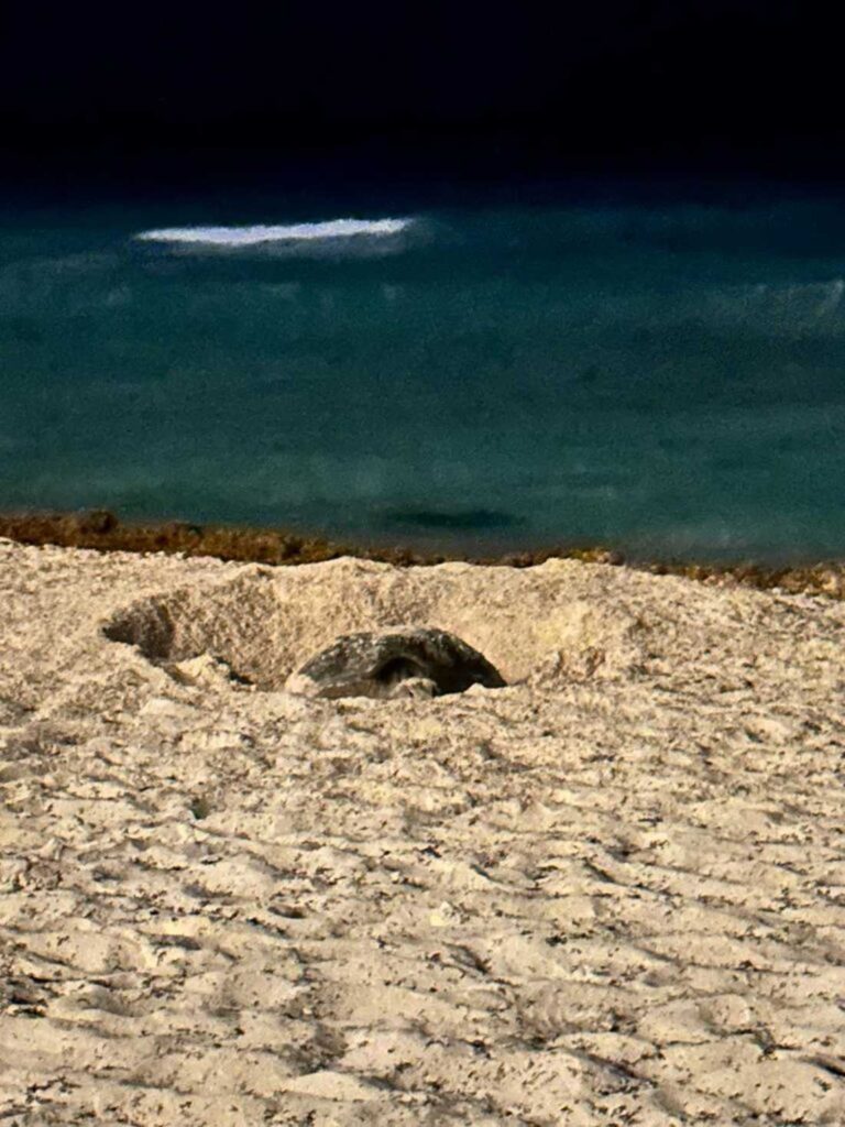 Turistas interrumpen proceso de anidación de una caguama en Cancún