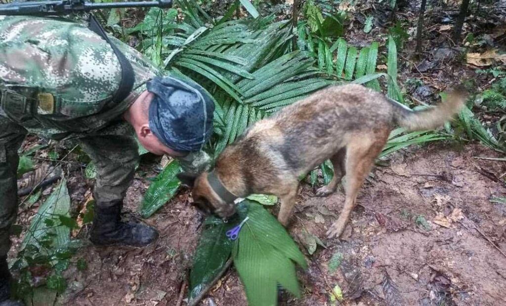 Un asombroso milagro en la selva amazónica: Los 4 niños desaparecidos en un accidente aéreo son hallados con vida tras 17 días