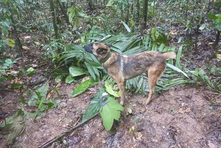 Un asombroso milagro en la selva amazonica Los 4 ninos desaparecidos en un accidente aereo son hallados con vida tras 17 dias 2