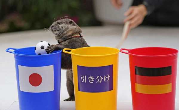 Una nutria predice los campeones de la Copa del Mundo