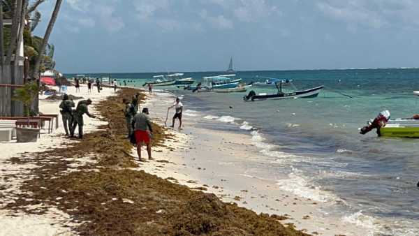 Uniendo fuerzas sociedad y autoridades trabajan juntas para combatir el sargazo en las playas de Puerto Morelos 2