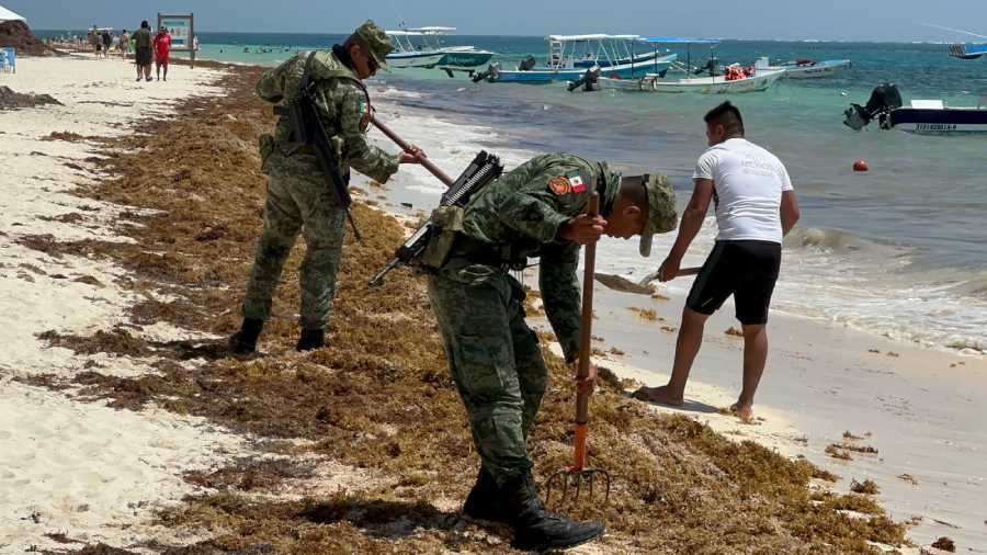 Uniendo fuerzas: sociedad y autoridades trabajan juntas para combatir el sargazo en las playas de Puerto Morelos