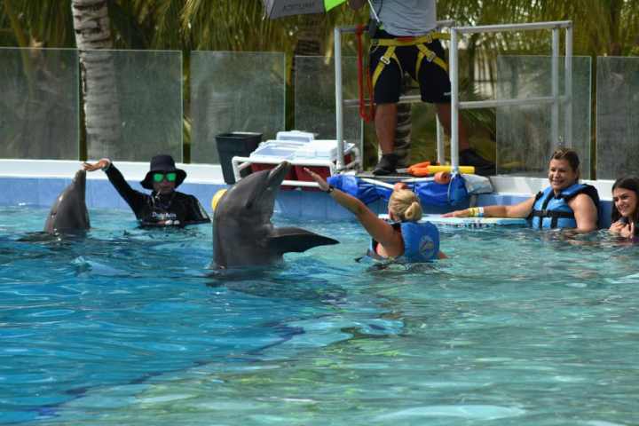 Lucra Quintana Roo con animales marinos Tiene 18 de 33 delfinarios en Mexico 1